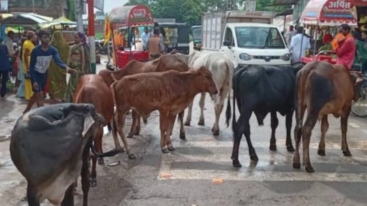 Difficulties of Gajepur village Stray animals and poor infrastructure incre 20250913 222907 0000