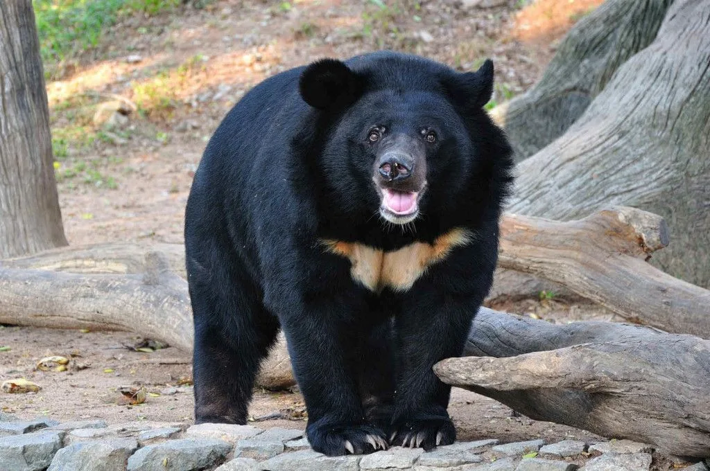 uttarakhand bear attack: बढ़ते हुए भालू के हमले, वन विभाग ने बताई वजह